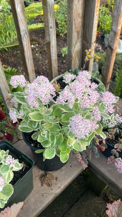 Variegated leaf sedum