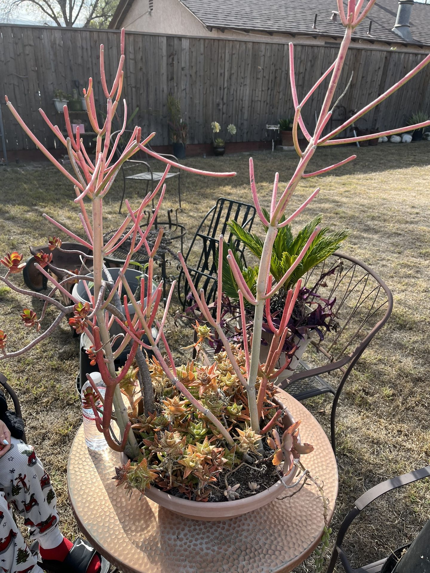 Succulent Bowl