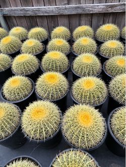 Weekend sale golden barrel cactus in 5 gallon pots $30 each