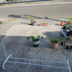 colgador o perchero $50