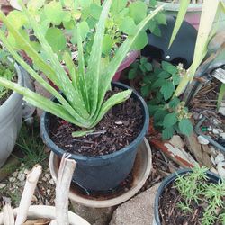 Bonitas plantas de Savila $5 Dlls y 10 Dlls C.u