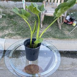 2 End Table Glass And Metal 