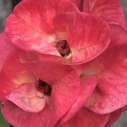 Corona De Cristo Colecciòn De Chayo