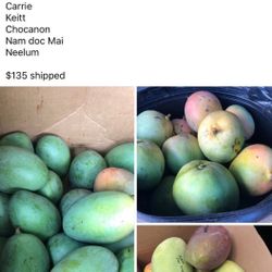 Miami sweet mangoes exotic