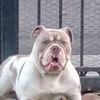 Ulises "Uli"