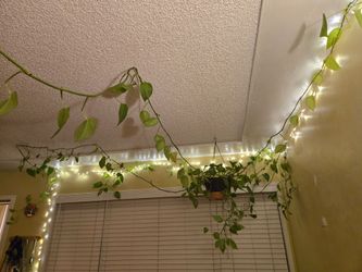 Very old pothos with very long vines