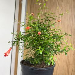 Dwarf Pomegranate Tree