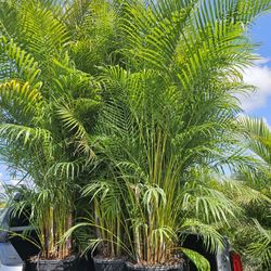 huge arecas over 7 to 9 feet tall Instant privacy  Hedge  