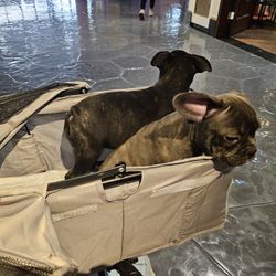 Dog Stroller