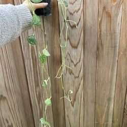 Scindapsus Pictus 'Satin' Argyraeus