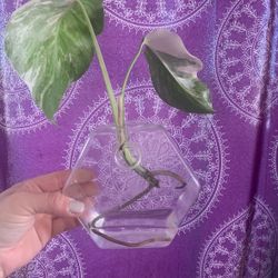 Monstera Albo Cuttings 