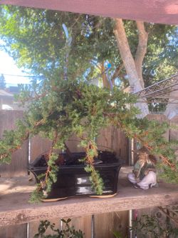 Bonjour Japanese garden Juniper Miyagi style $110 in a black 1 foot white bonsai pot Bonjour Japanese garden Juniper Miyagi style $110 in a black 1 fo