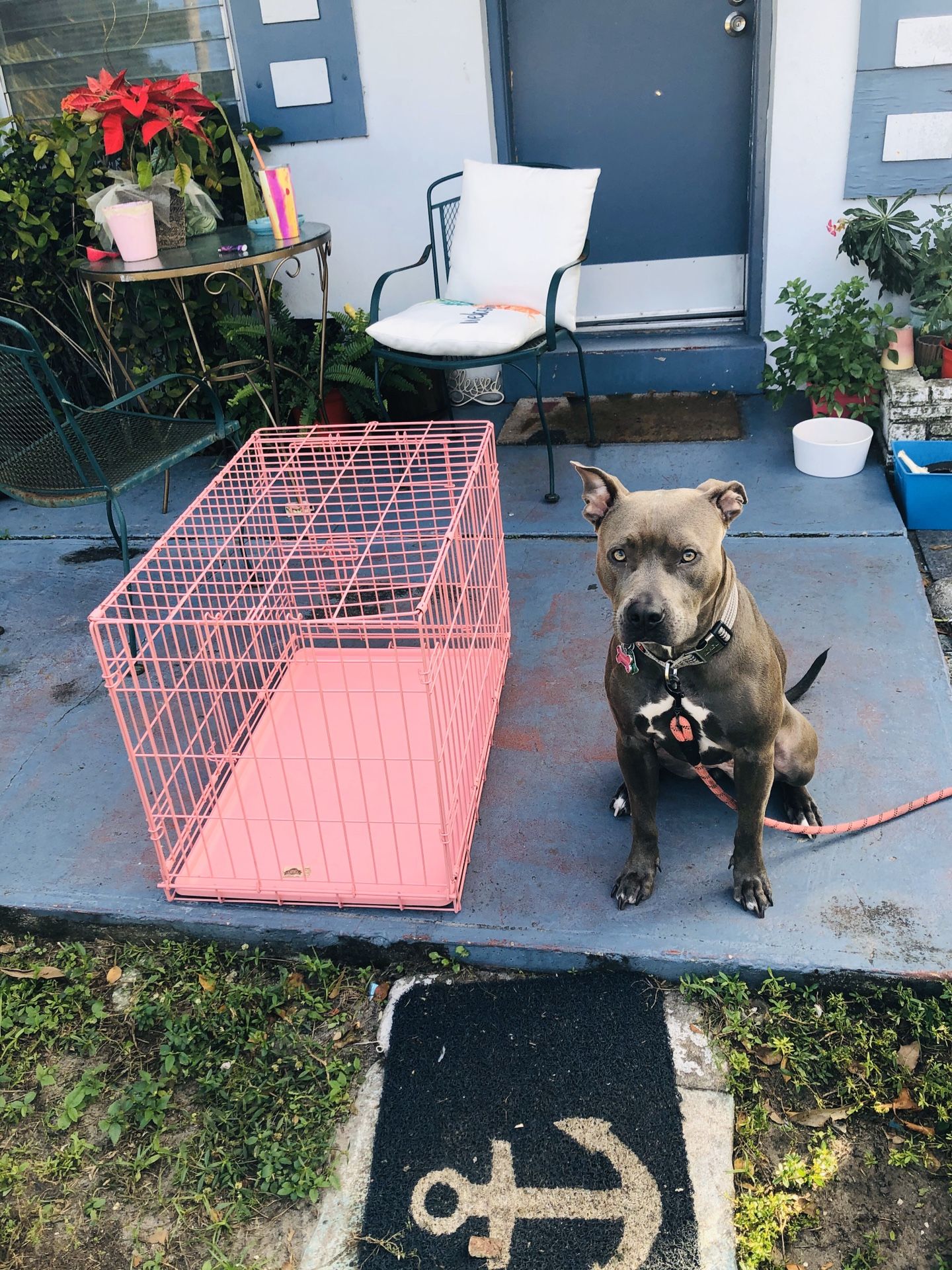 Dog crates