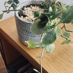 Kalanchoe Plant. Help To Deliver Locally
