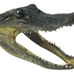 Cowhide Goat Hide To Your Hide All Types Of Animal Skulls.