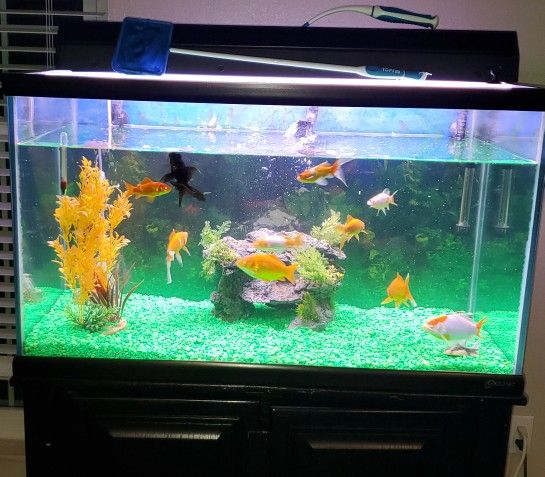 65 Gallon Fish Tank And Stand