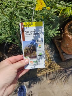 Palo Verde 'Desert Museum