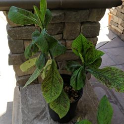 RARE EUPHORBIA UMBELLATA SYN. SYNADENIUM GRANTII, RED RARE SUCCULENT. AFRICAN MILK BUSH