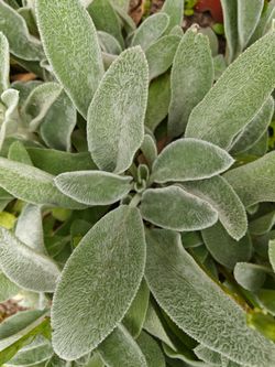 Lamb's ear - Perennial