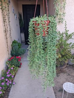 Large Strings of Bananas 🍌 Plant $25