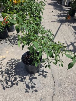 Chile Chiltepe Planta.