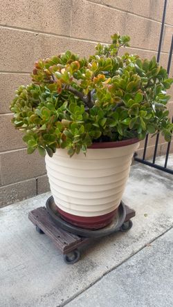Sale.  Beautiful lucky Jade plants +others