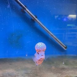 Fish Tank Decor