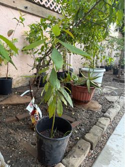 Avocado fruit tree