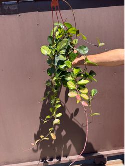 6” xl Hoya Lisa