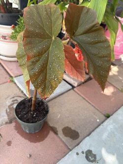 Begonia Natural Plant