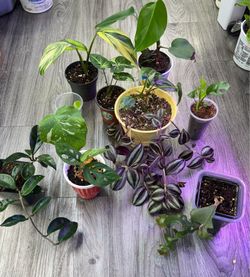 9 plants $4 each but  in bundle