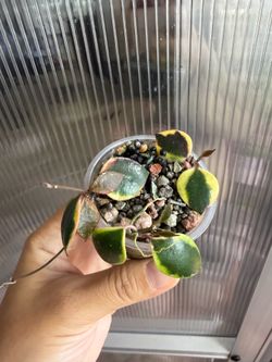 Variegated Hoya Bakoensis outer variegated