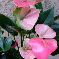 Anthurium with Pink Flowers Plant $25