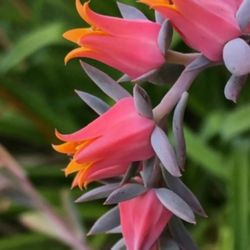 Echeveria  Beautiful Succulent In Cute 4.5"H Ceramic Pot. The first piks show the plant in bloom.