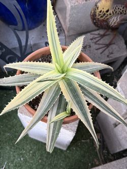 White Aloe 