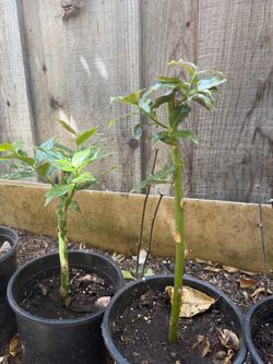 Plantas  de uña  de gato