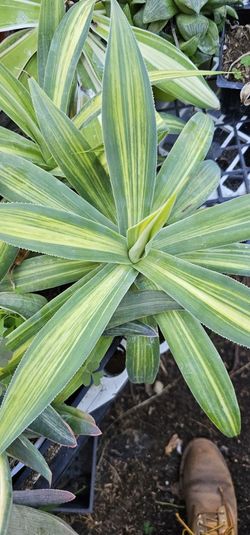 Agave Blue Flame Striata Rare