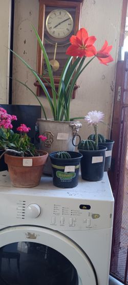 plantas En Venta