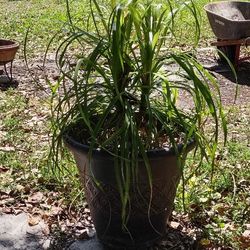 PLANT TWO  PONY TAIL PLAM IN SEPERATE LARGE POT