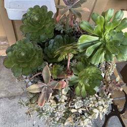 Huge Succulents Plants In A Big Pot 