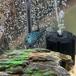 Flower horn Fish Tank