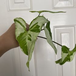 3 Kings Syngonium Plant CUTTING- Rooted