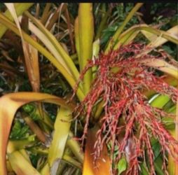 Achmea Bromeliad Landscape plant