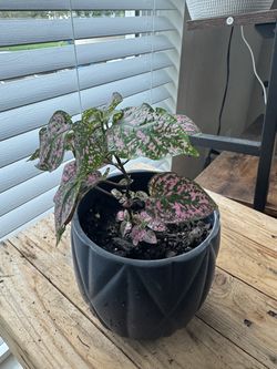 Pink polka dot plant