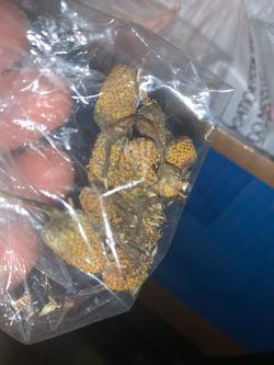 Seed