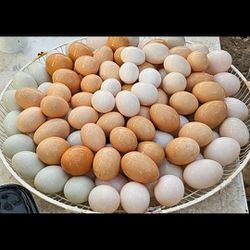 Fresh Free Range Organic  Duck, Chicken, And Geese Eggs