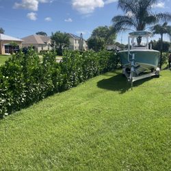 Clusias Offer For Privacy All Sizes Available Starting At Five Dollars