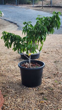 Lychee tree 15g pot 225