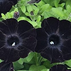Rare Large Black Magic Petunia Flower Plants! Several Colors Available! Gorgeous Midnight Black Petals That Look And Feel Like Black Velvet! 2026 Plan