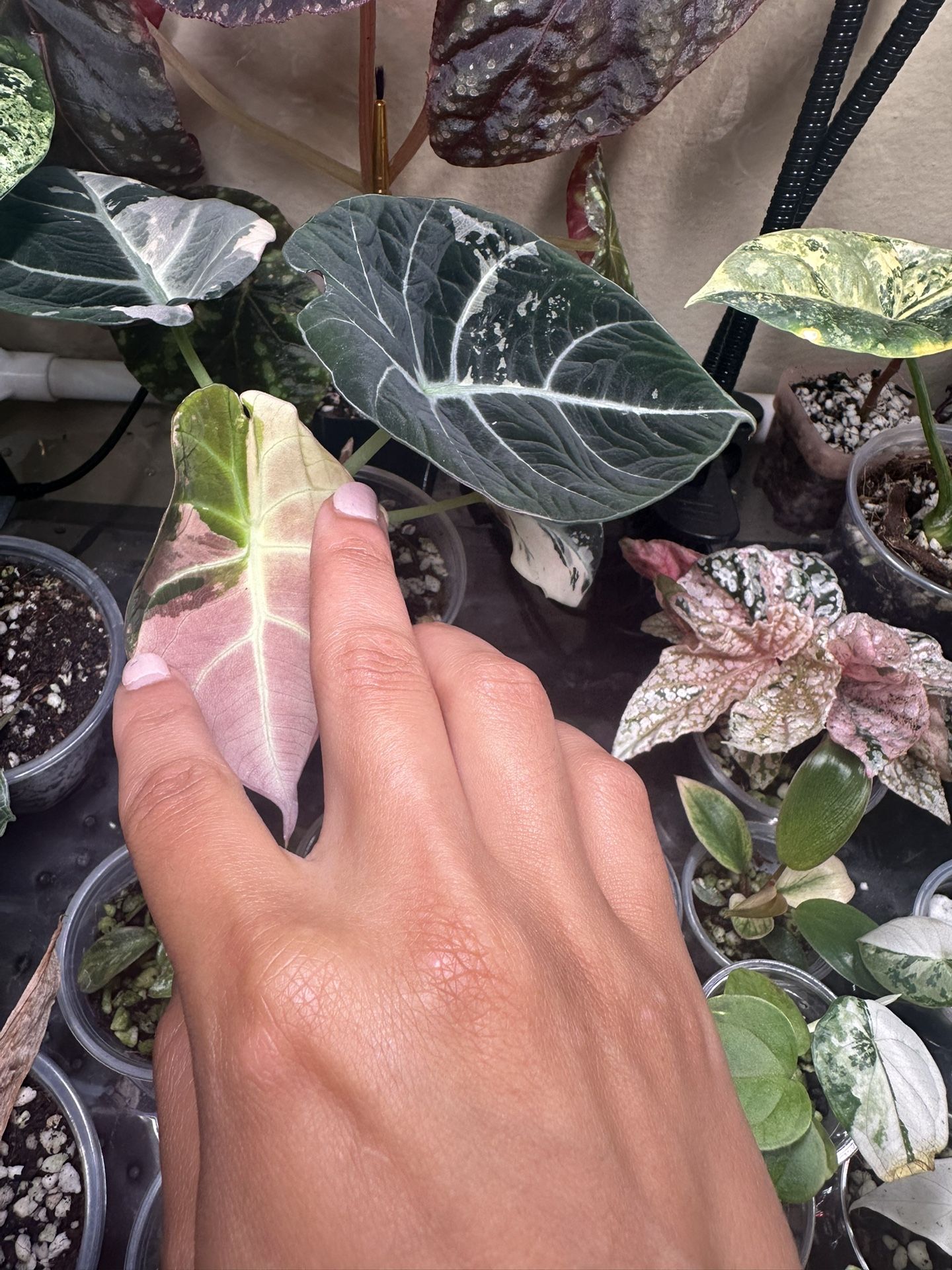 Pink Black Velvet Alocasia CORM